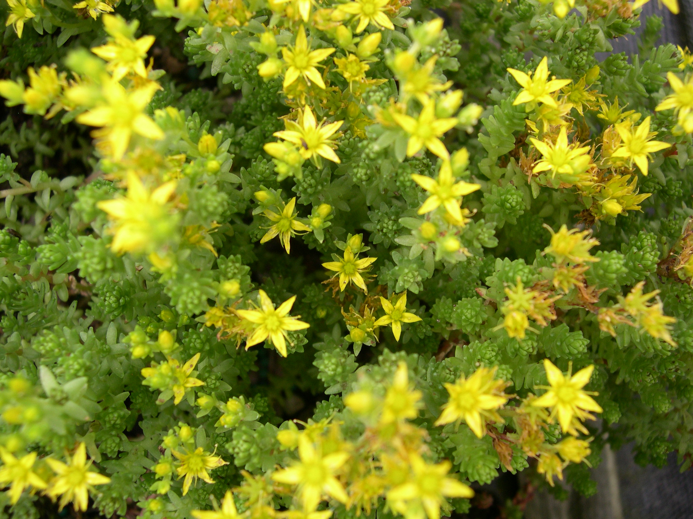 Sedum papillicaulum (3)