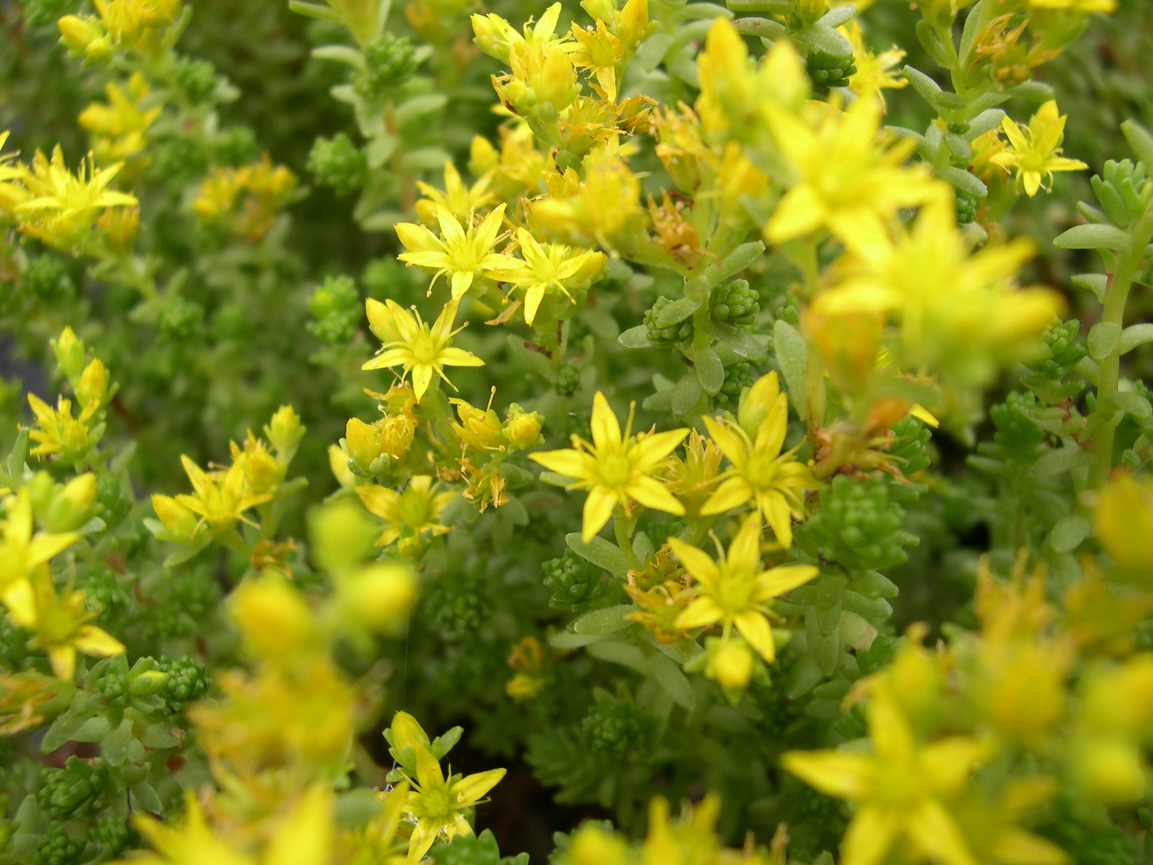 Sedum papillicaulum (4)