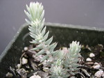 Sedum rupestre 'Nanum' [Petrosedum rupestre 'Nanum'] (1)