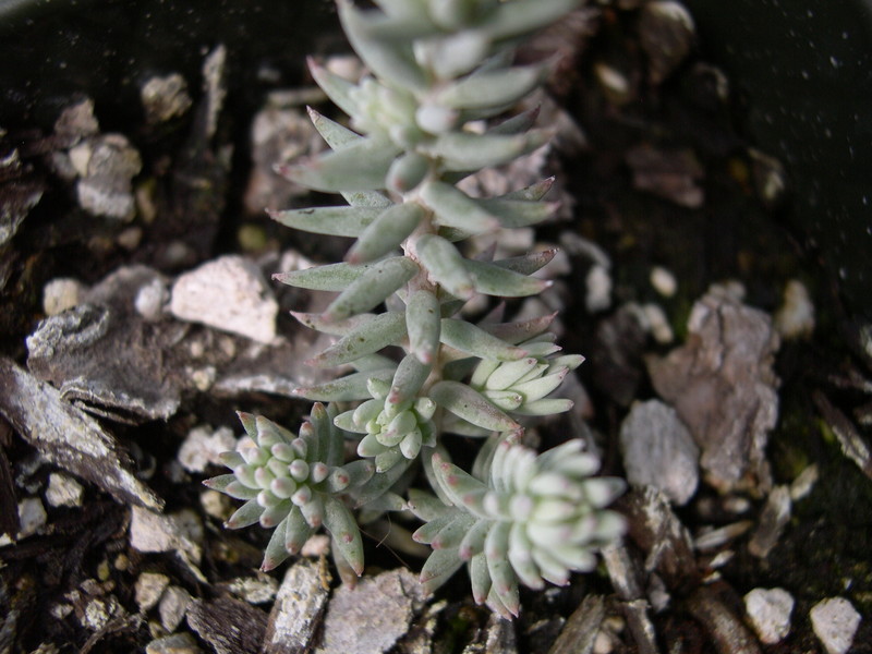 Sedum rupestre 'Nanum' [Petrosedum rupestre 'Nanum'] (2)