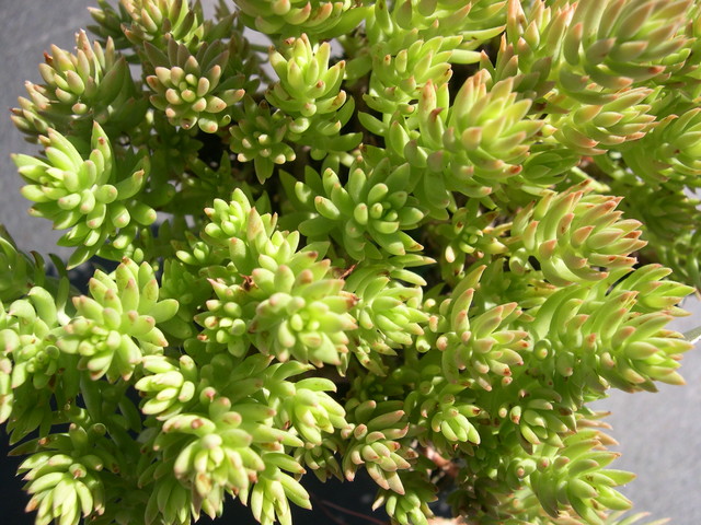 Sedum affin sediforme dianum [Petrosedum sediforme dianum] (Mallorca) (3)