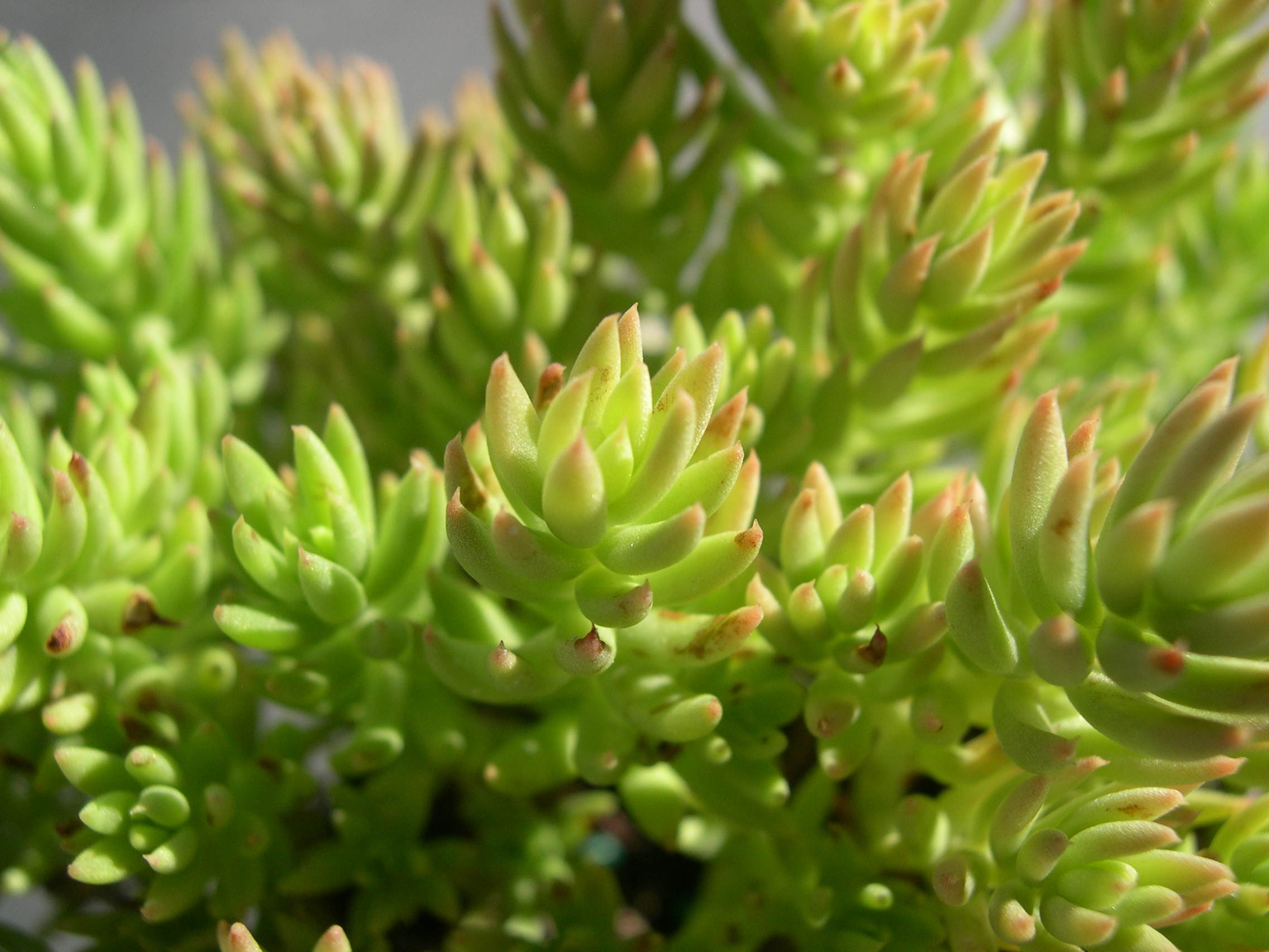 Sedum affin sediforme dianum [Petrosedum sediforme dianum] (Mallorca) (4)