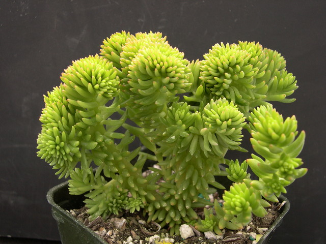 Sedum 'Spiral Staircase' crested (1)