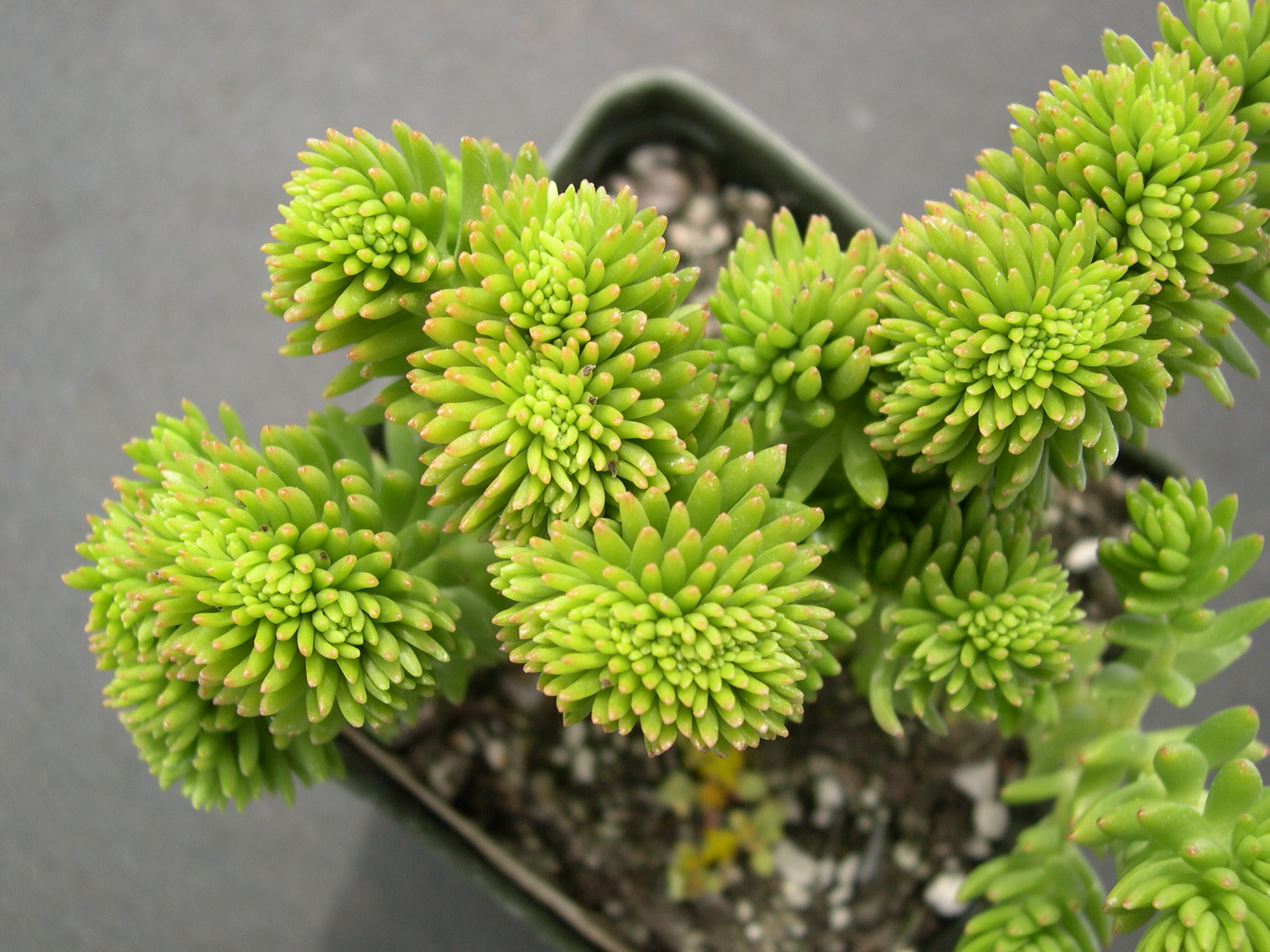 Sedum 'Spiral Staircase' crested (2)