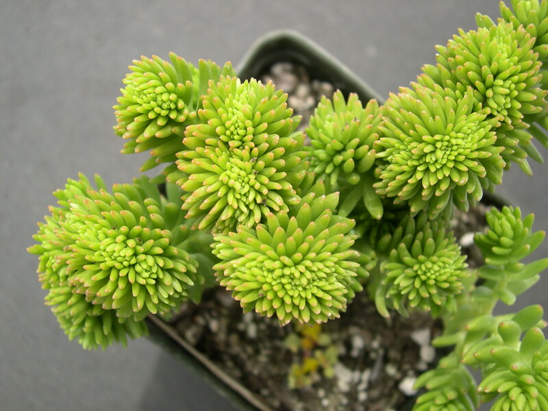 Sedum 'Spiral Staircase' crested (2)