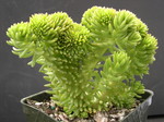 Sedum 'Spiral Staircase' crested (3)