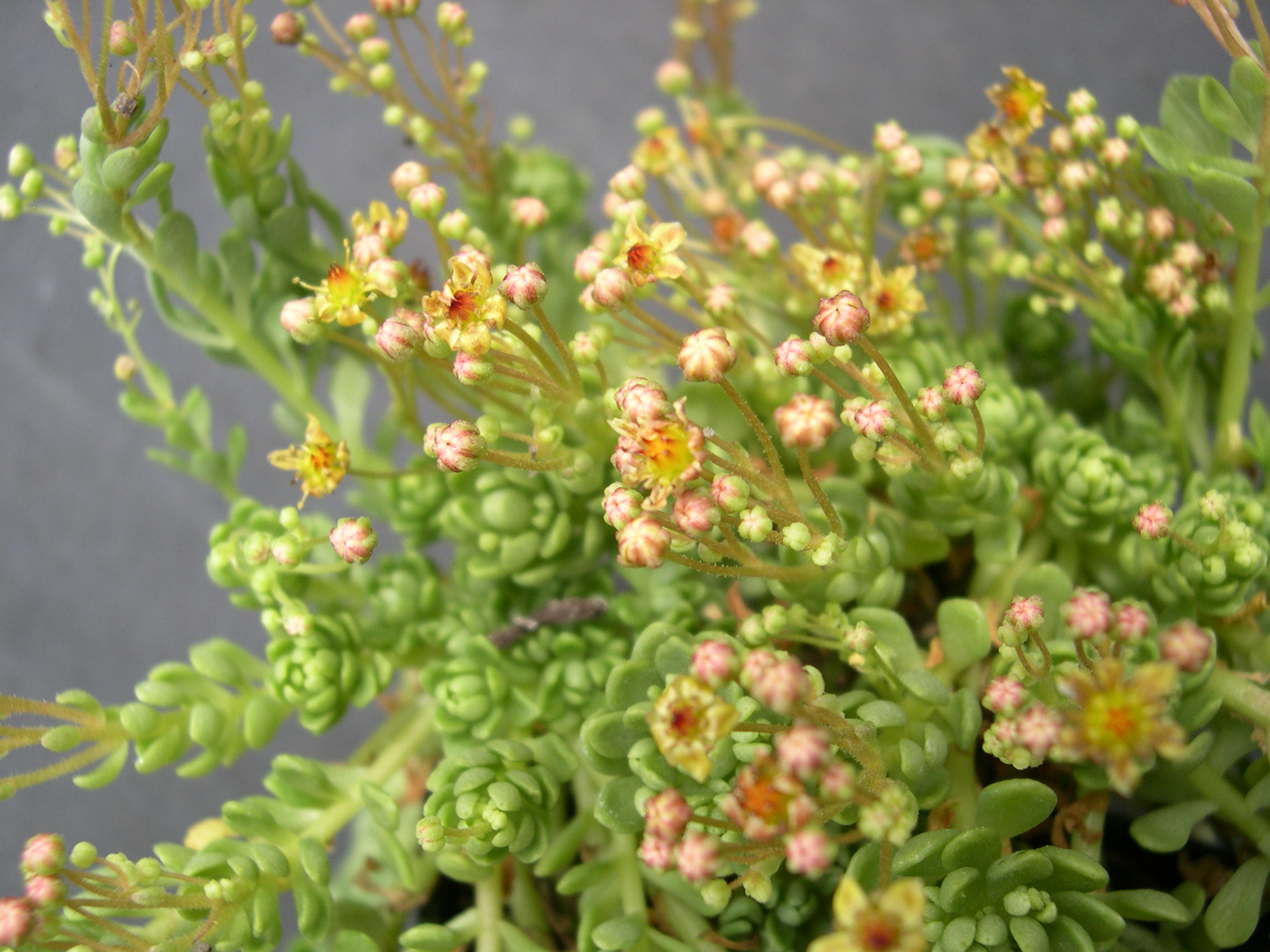 Sedum surculosum var. luteum (4)