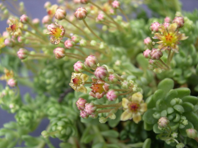 Sedum surculosum var. luteum (5)