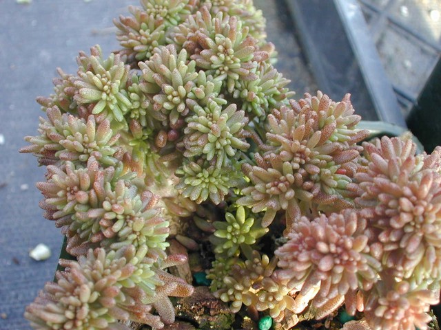 Sedum album murale cristatum