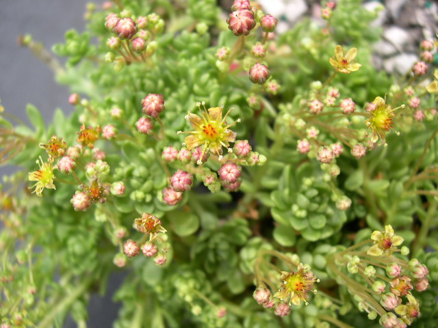 Sedum surculosum var. luteum (6)