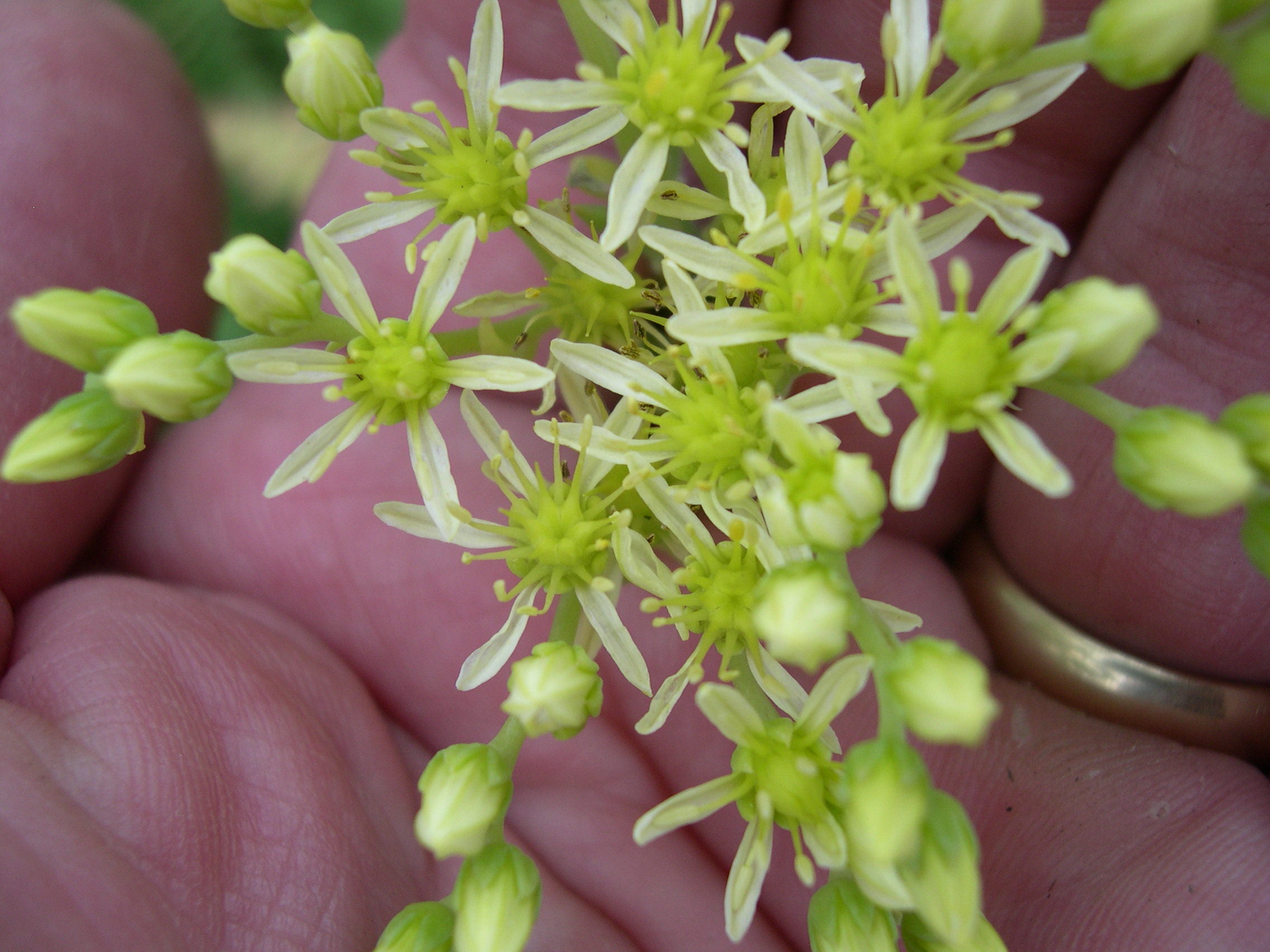 Sedum X luteolum nothosub luteolum (1)