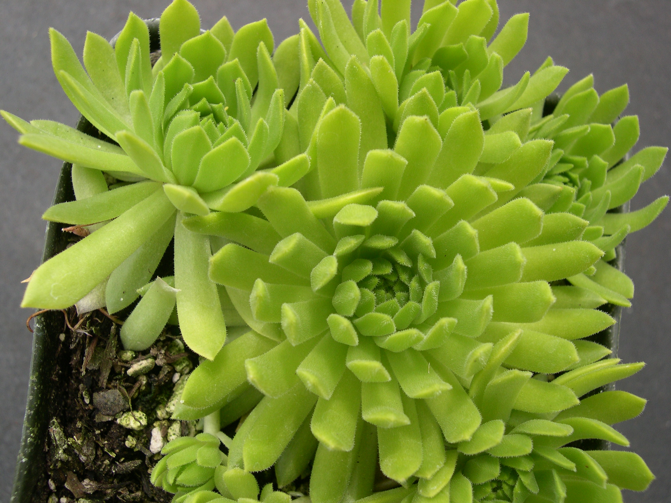 Sempervivum 'Cmirals Yellow' (1)