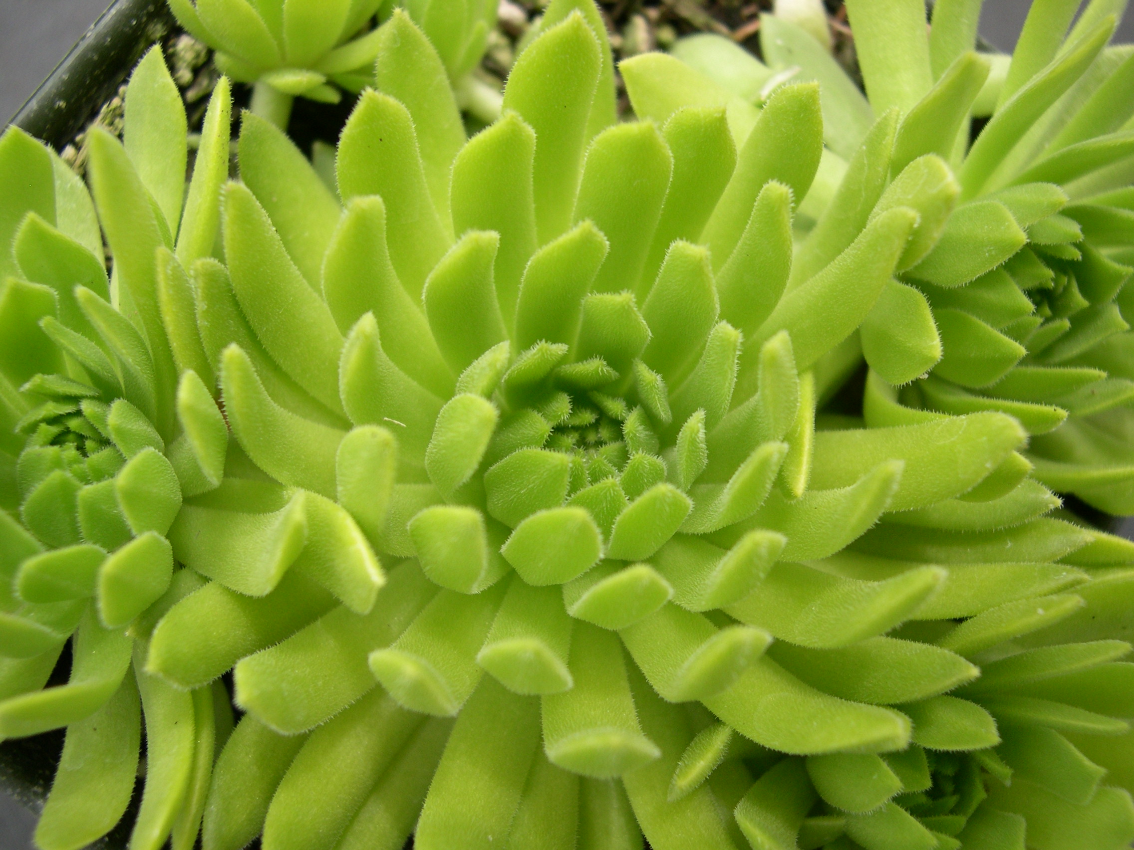 Sempervivum 'Cmirals Yellow' (2)