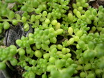 Sedum album rhodopaeum