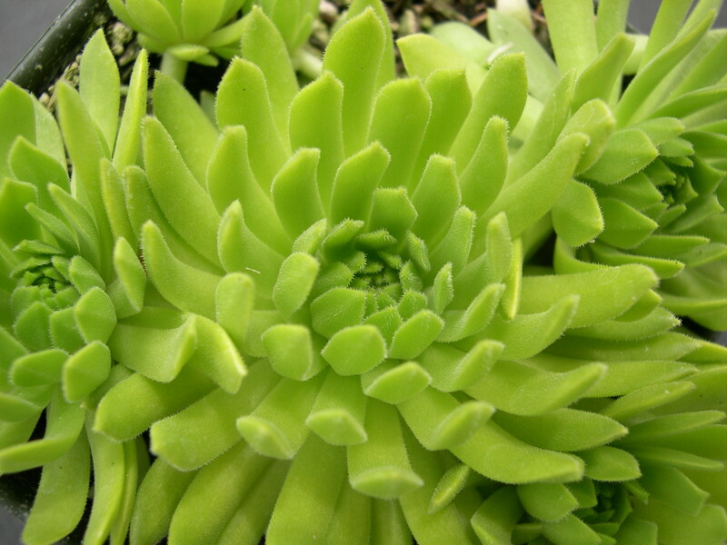 Sempervivum 'Cmirals Yellow' (2)