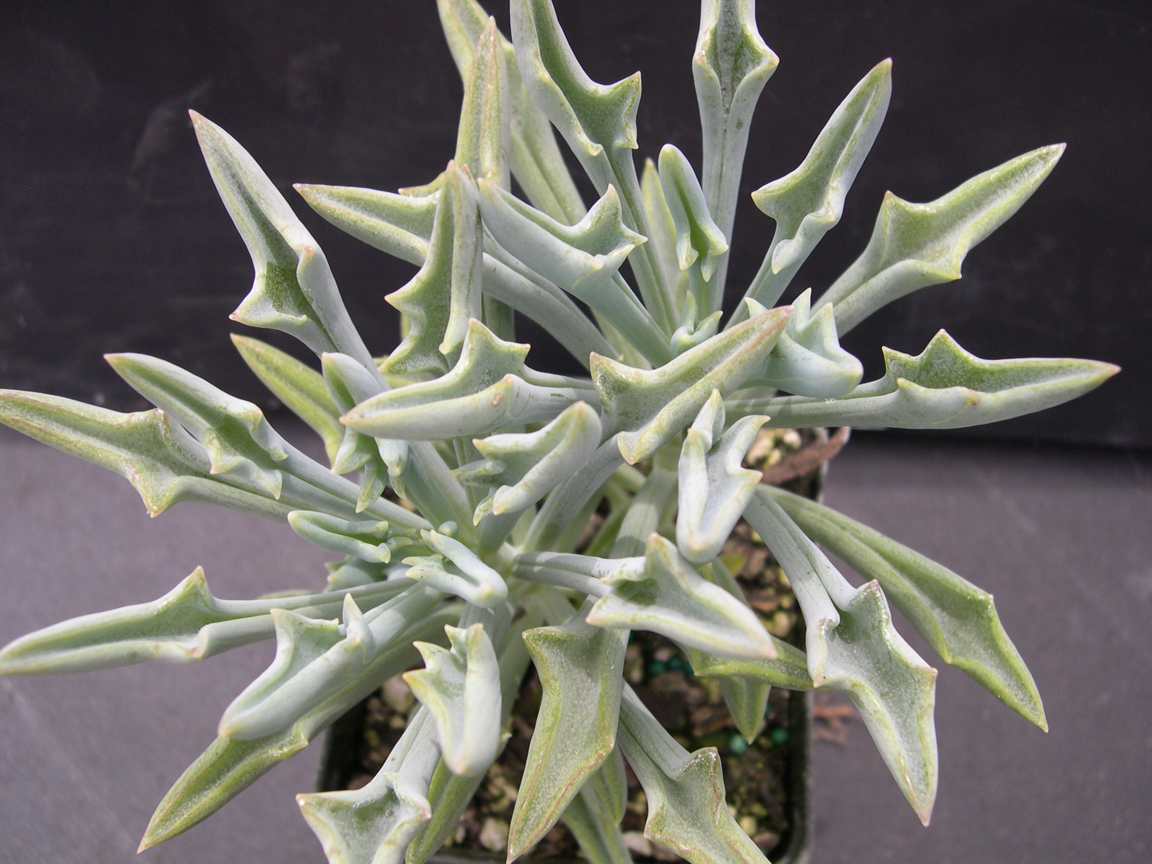 Senecio kleiniformis 1.jpg