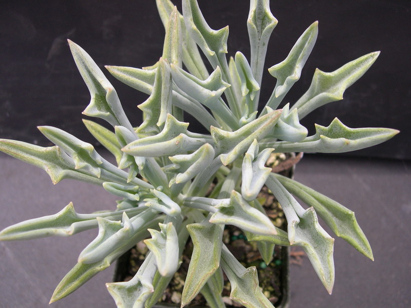 Senecio kleiniformis 1.jpg