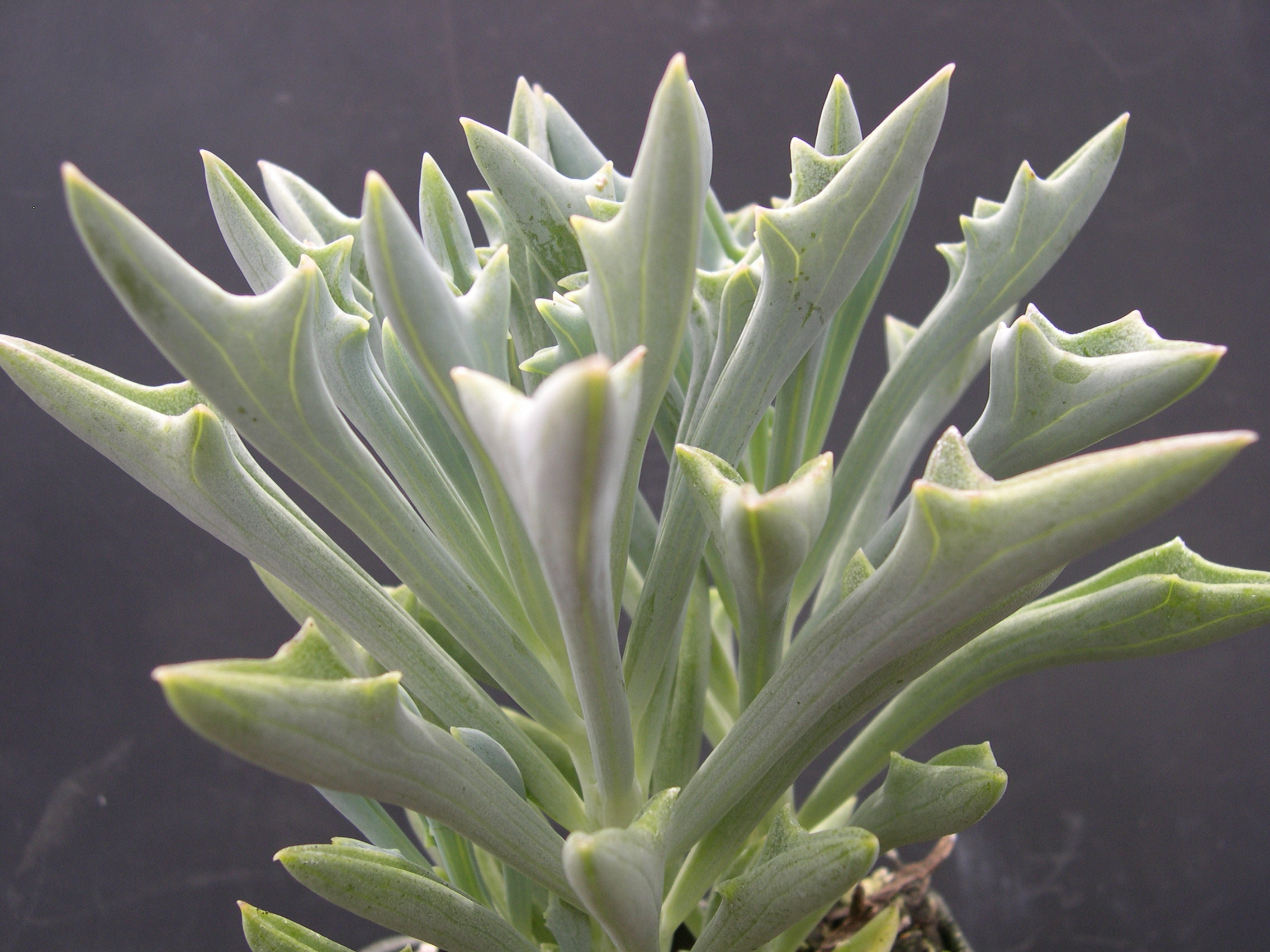 Senecio kleiniformis 2.jpg