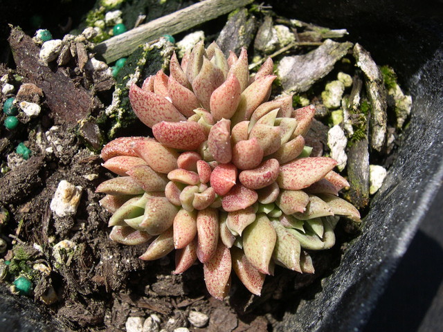 Sinocrassula densirosulata 1.jpg