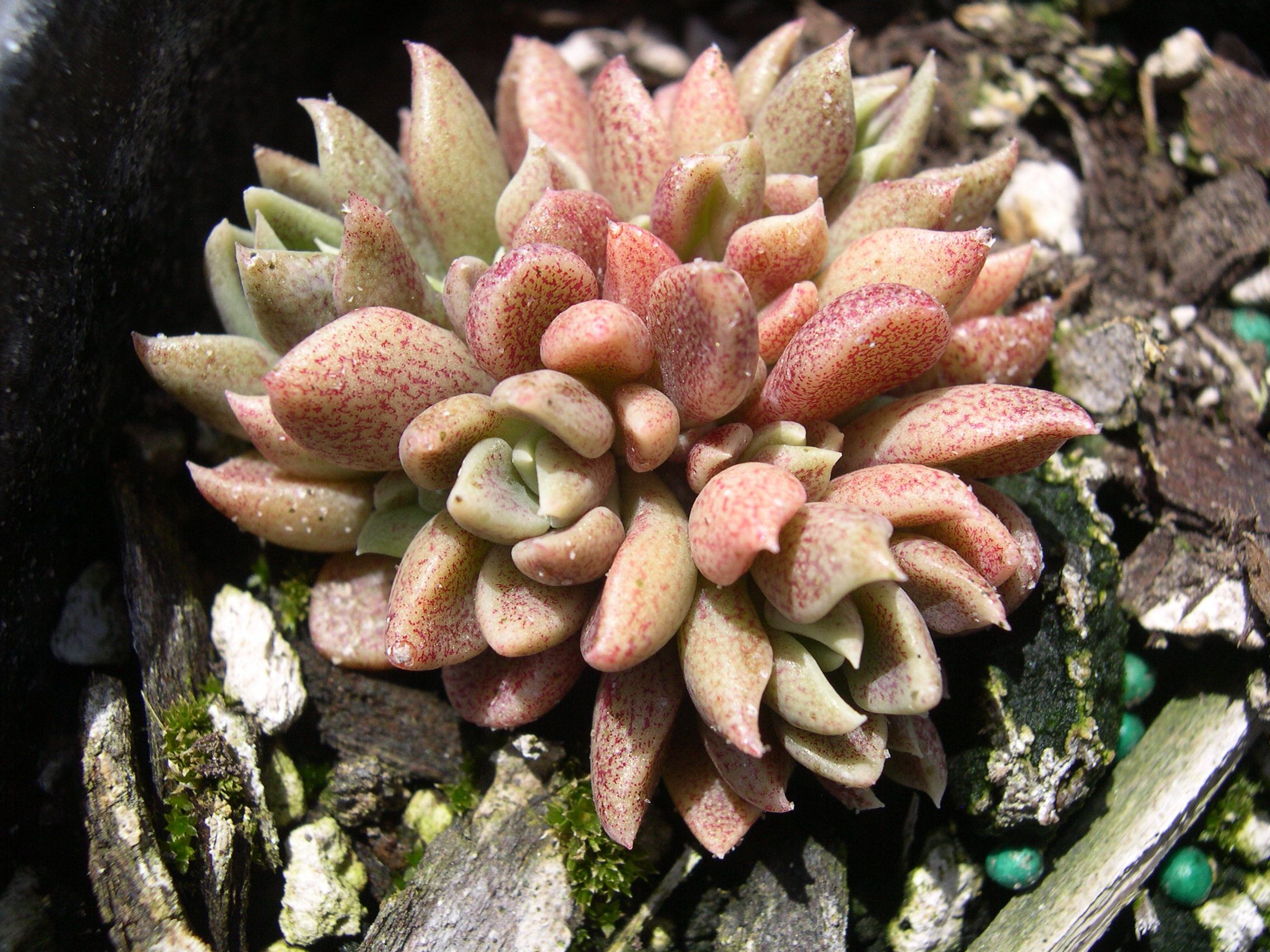 Sinocrassula densirosulata 2.jpg