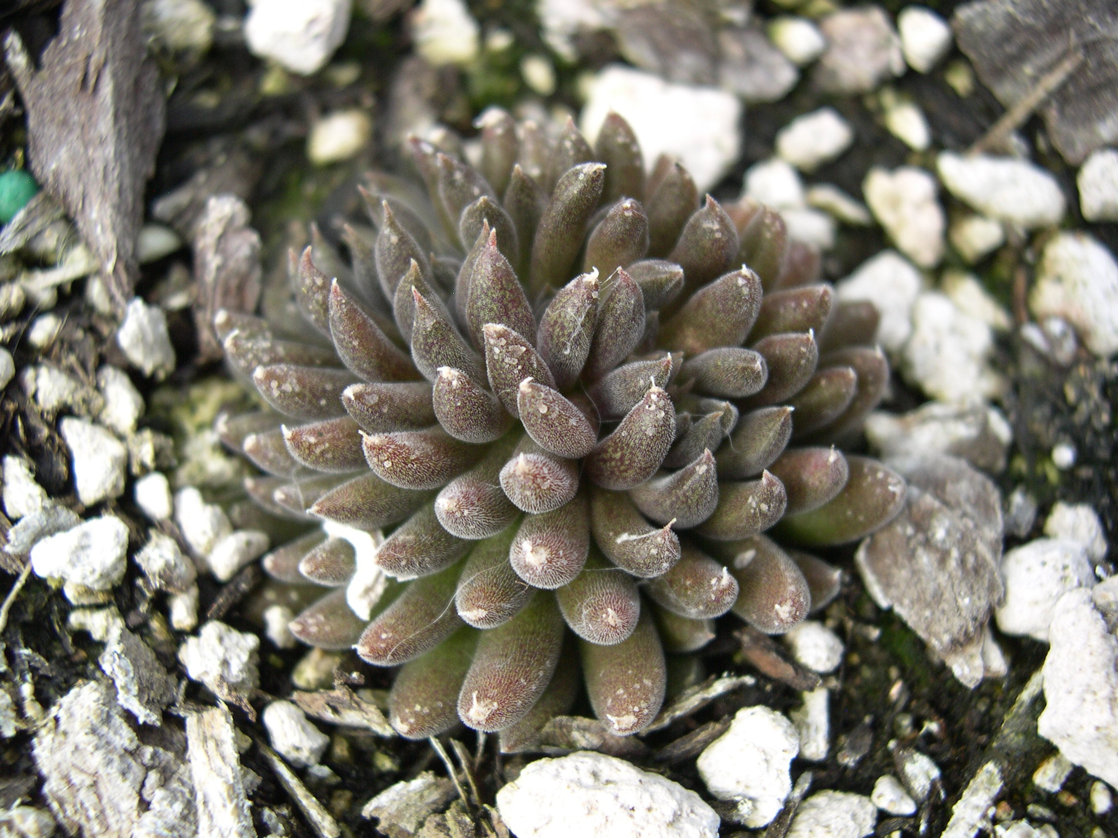 Sinocrassula yunnanense crested 1.jpg