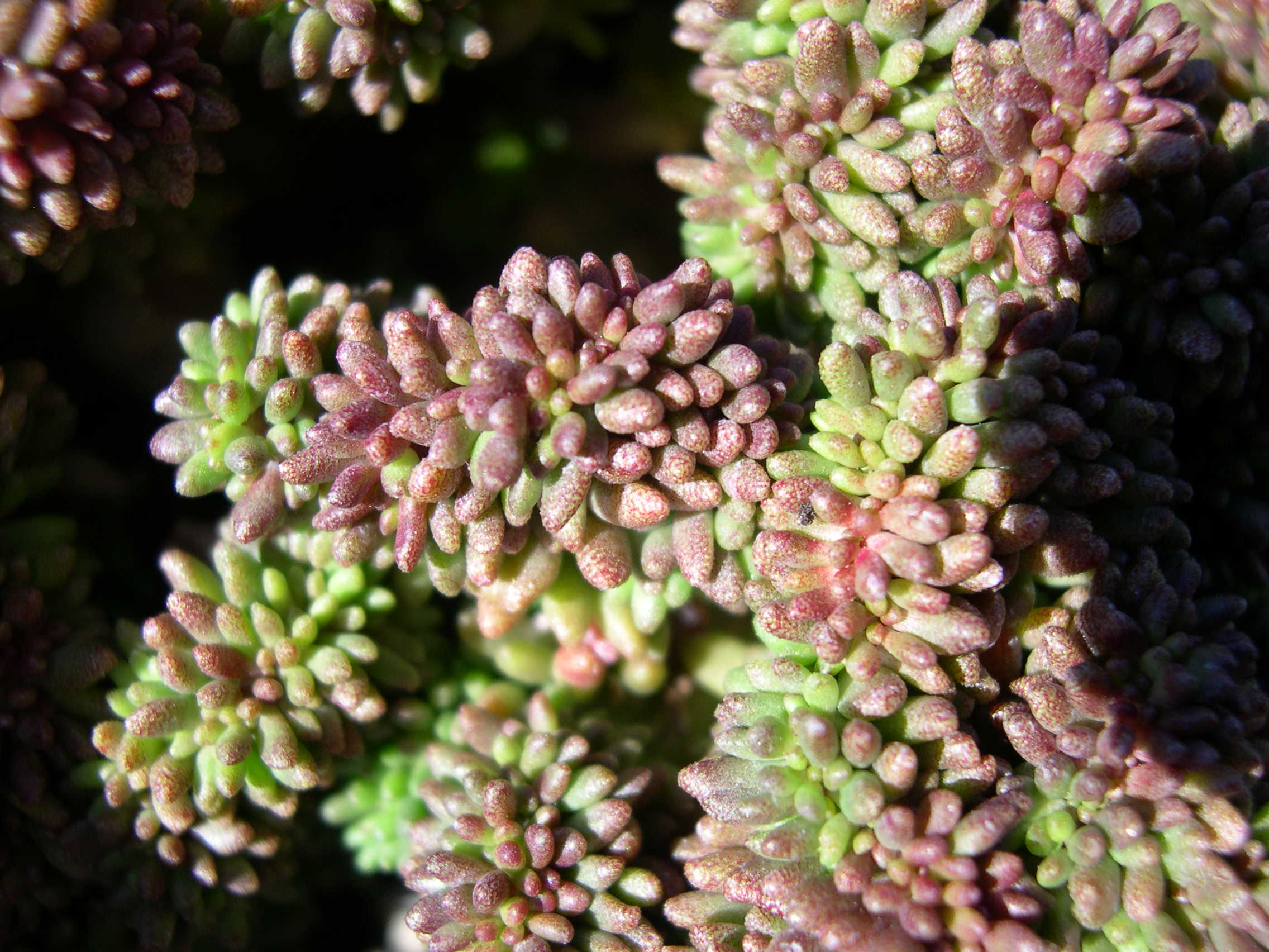 Sedum album serpentinii crested