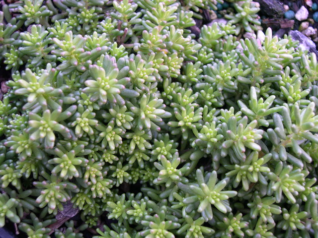 Sedum album teretifolium