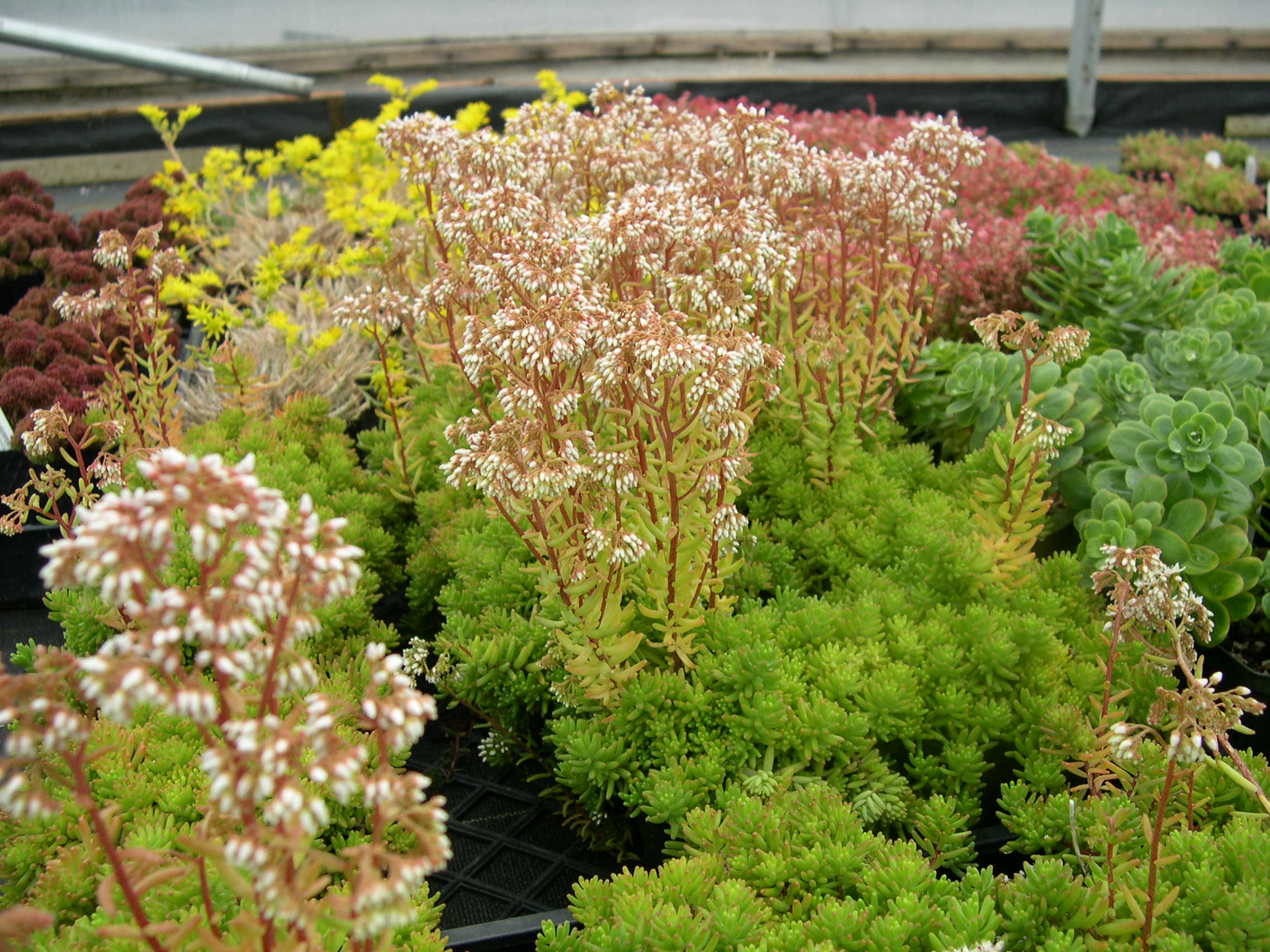 Sedum album