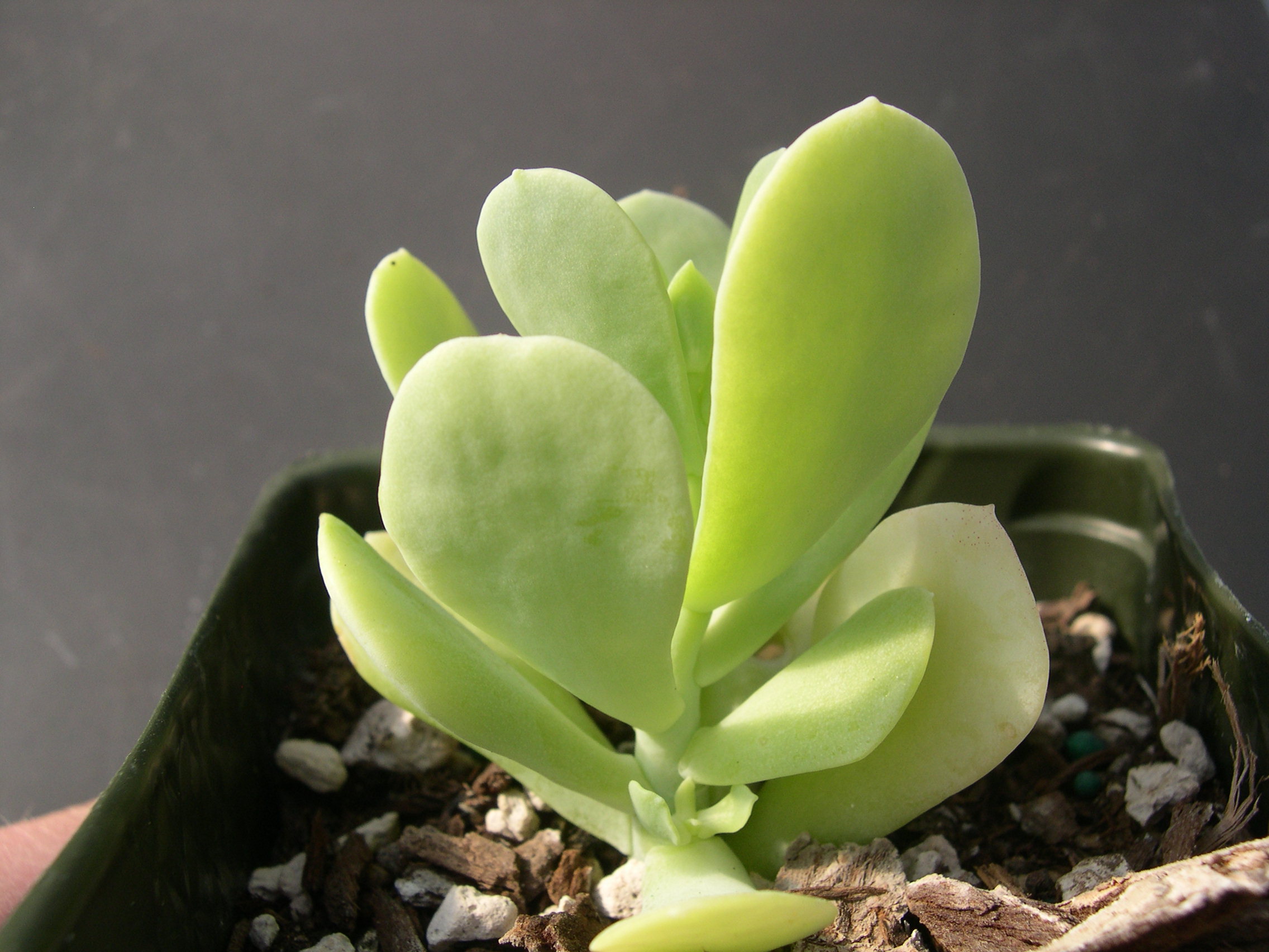 Sedum alexanderi