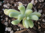 Sedum allantoides