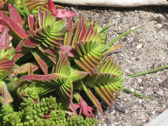 Crassula capitella ssp. thyrsiflora 4