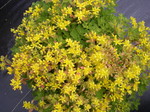 Sedum hybridum 'Czar's Gold' [Phedimus hybridus 'Czar's Gold'] (3)