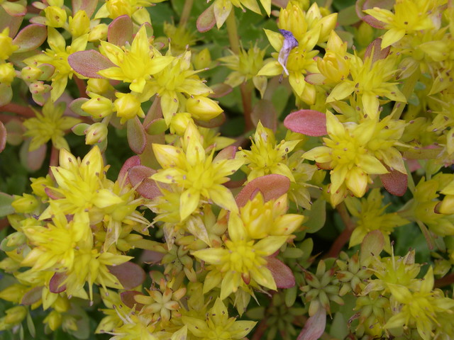 Sedum hybridum 'Czar's Gold' [Phedimus hybridus 'Czar's Gold'] (4)