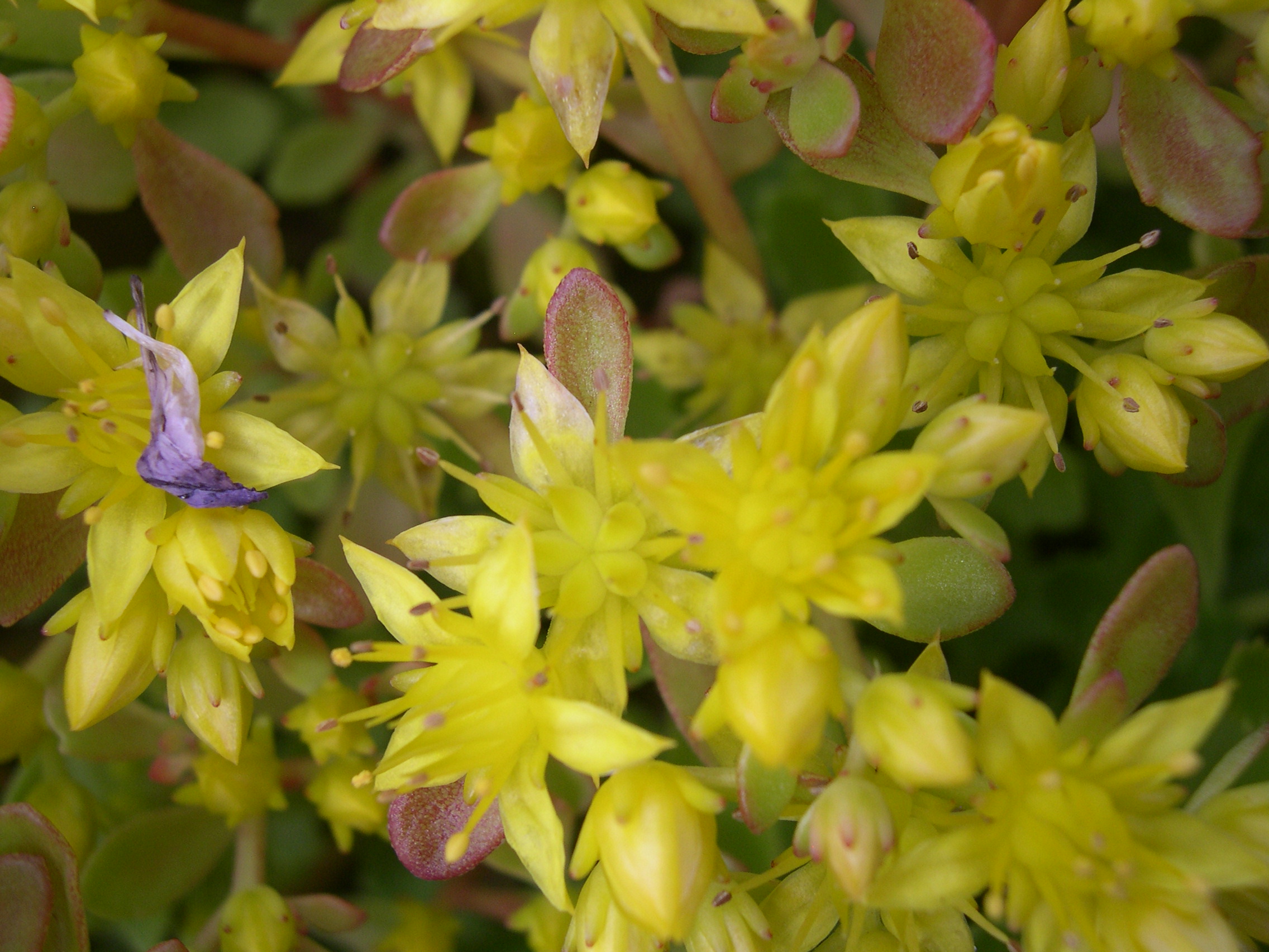 Sedum hybridum 'Czar's Gold' [Phedimus hybridus 'Czar's Gold'] (5)