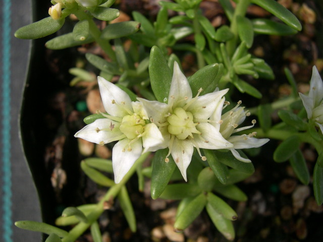 Sedum amabile [Rhodiola amabilis] (1)