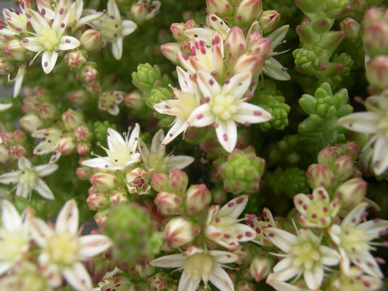 Sedum moranense (3)