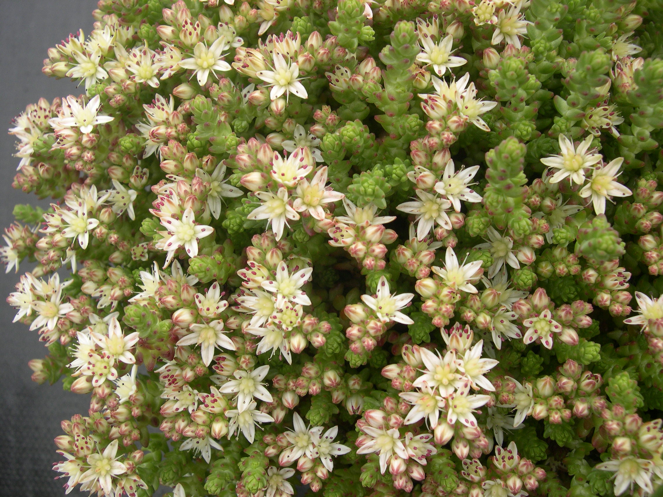 Sedum moranense (4)