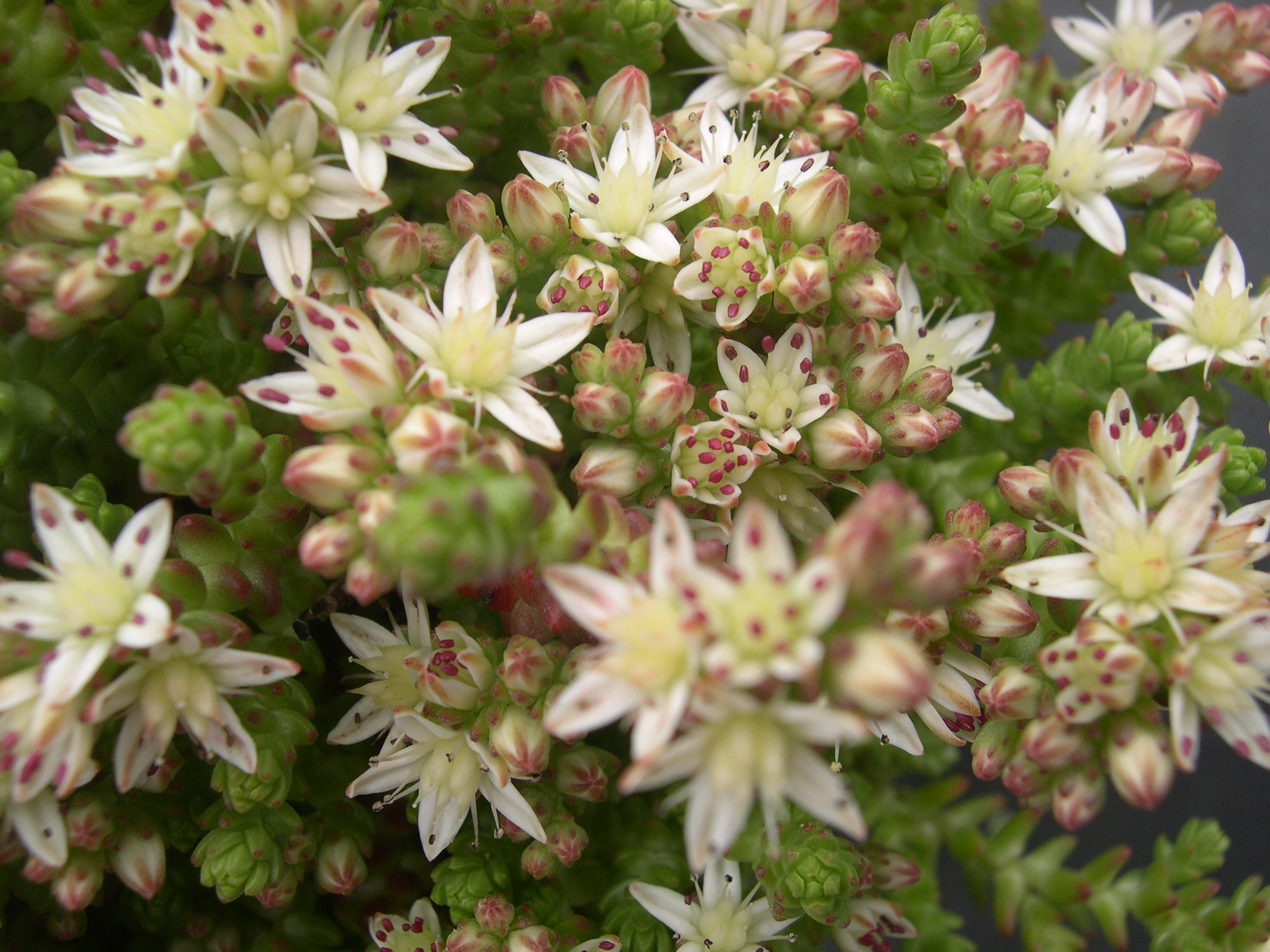 Sedum moranense (5)