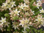 Sedum moranense (5)