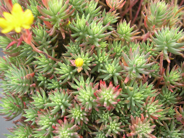 Sedum ochroleucum 'Centaurus' [Petrosedum ochroleucum 'Centaurus'](2)