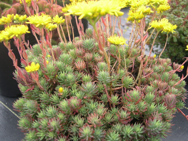 Sedum  ochroleucum 'Centaurus' 7-10-08 (2)