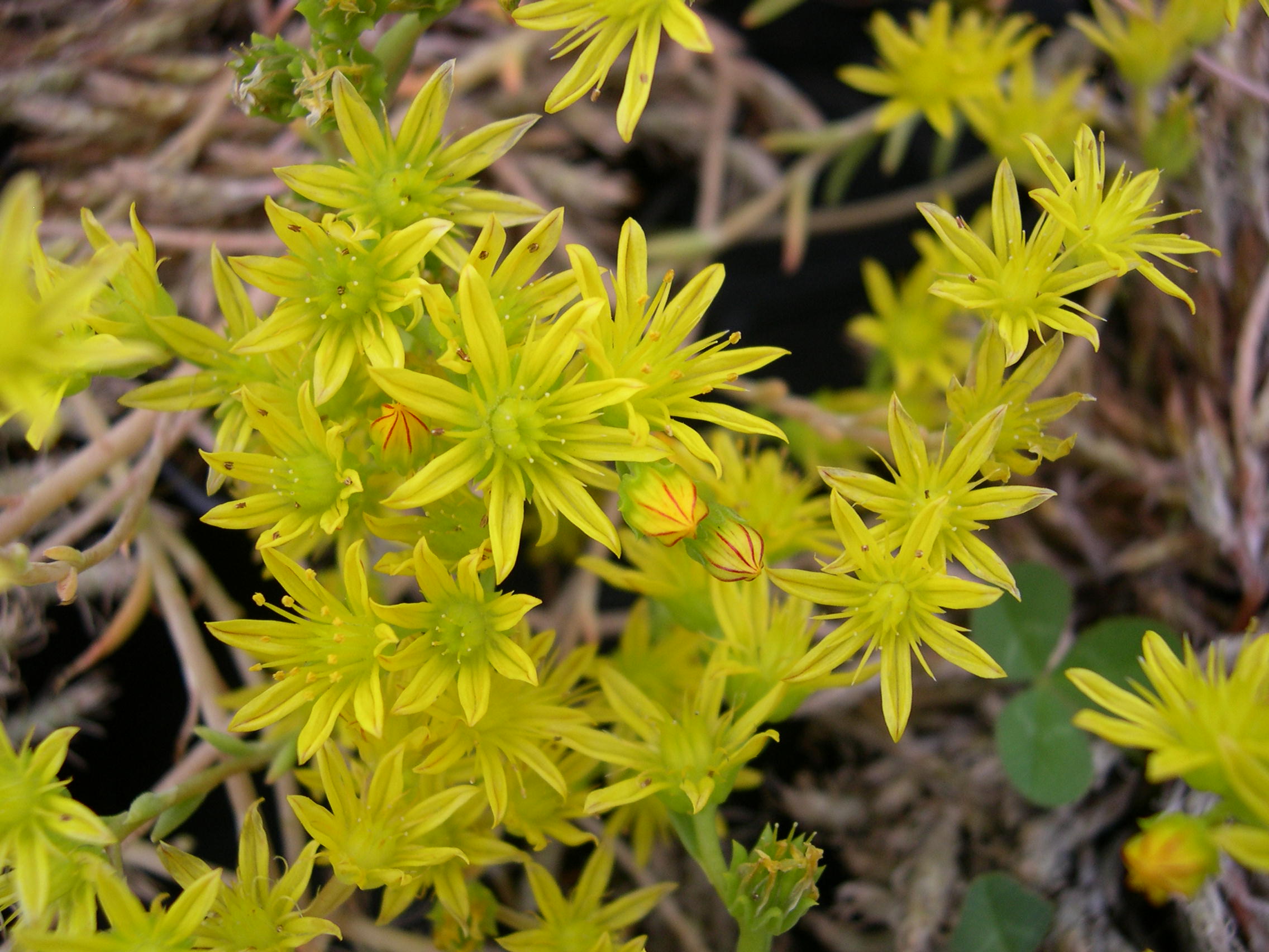 Sedum amplexicaule ibericum (1) [Petrosedum amplexicaule ibericum]