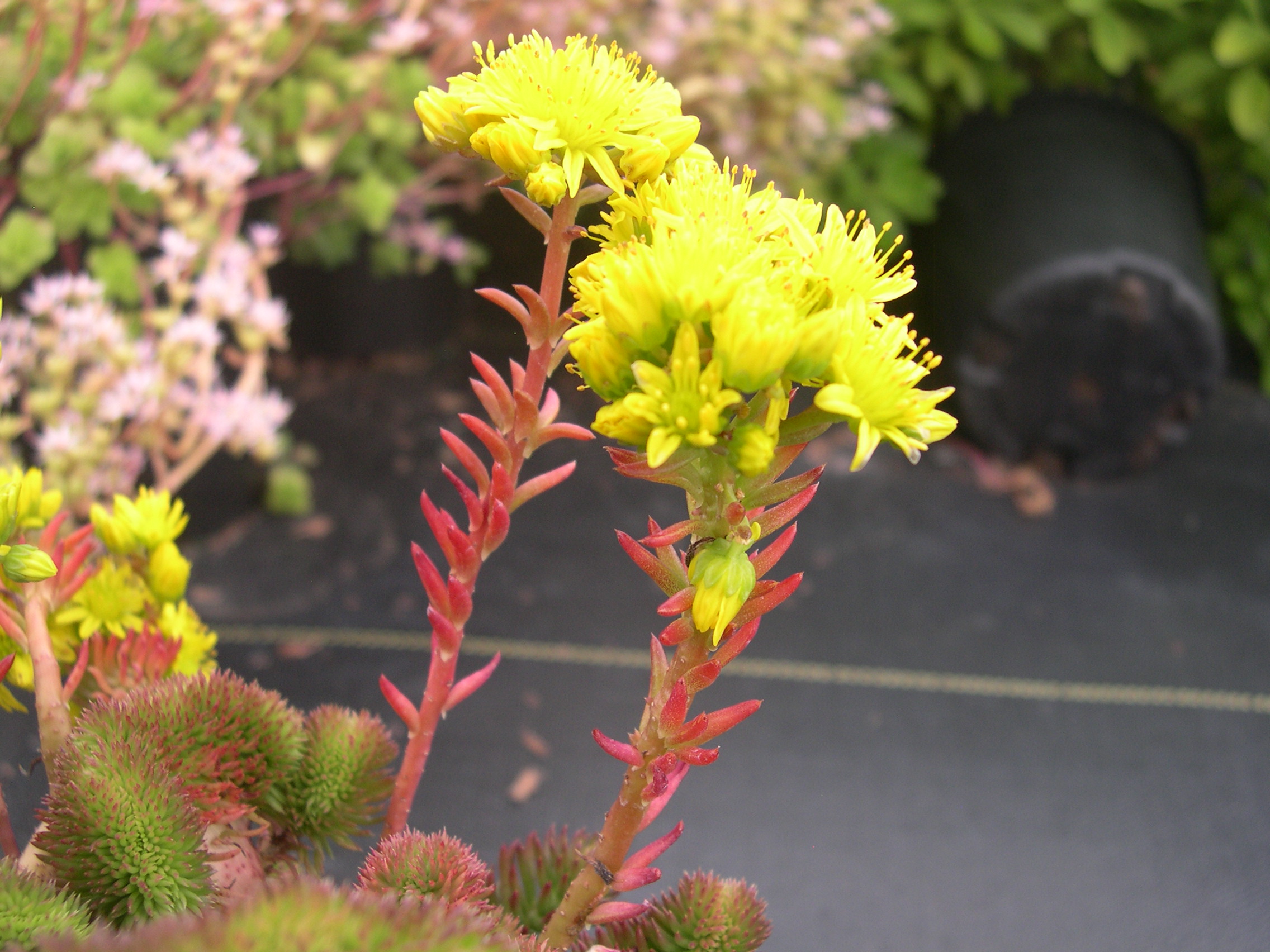 Sedum  ochroleucum 'Centaurus' 7-10-08 (6)