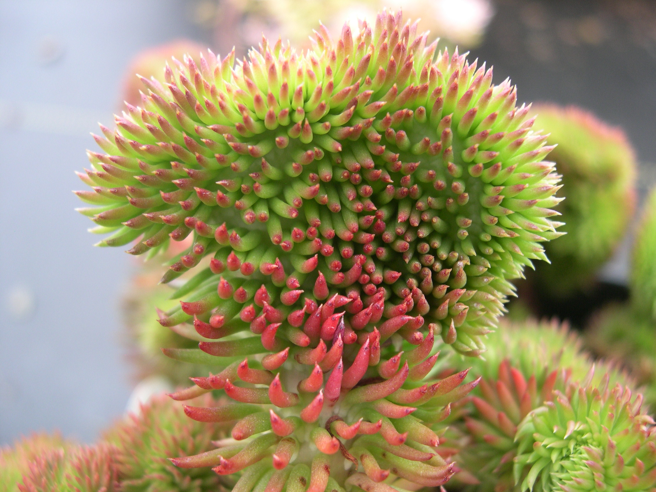 Sedum  ochroleucum 'Centaurus' 7-10-08 (7)