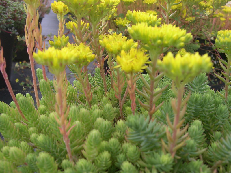 Sedum ochroleucum (2) [Petrosedum ochroleucum]