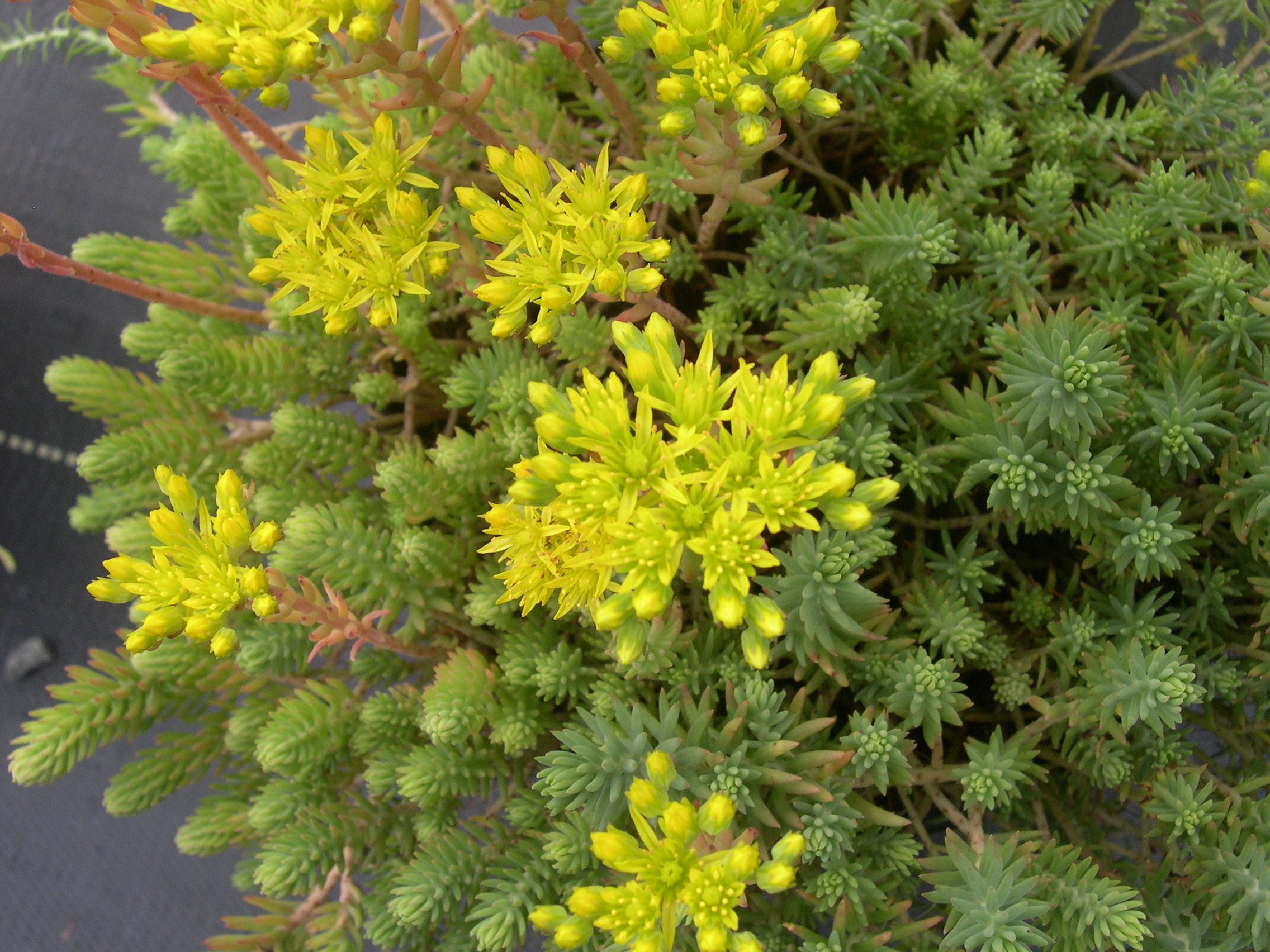 Sedum ochroleucum (3) [Petrosedum ochroleucum]