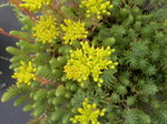 Sedum ochroleucum (3) [Petrosedum ochroleucum]