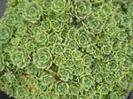 Sedum pachyclados [Rhodiola pachyclados] (3)