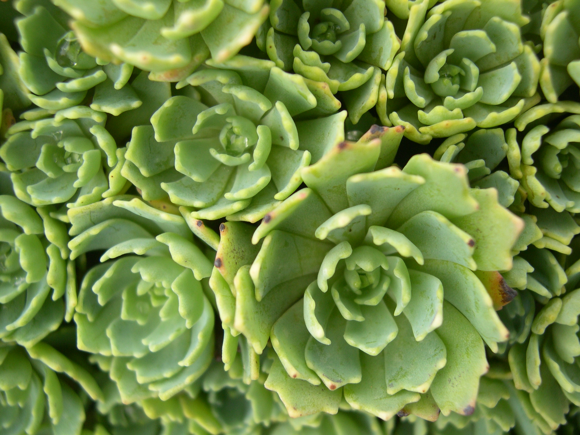 Sedum pachyclados [Rhodiola pachyclados] (4)