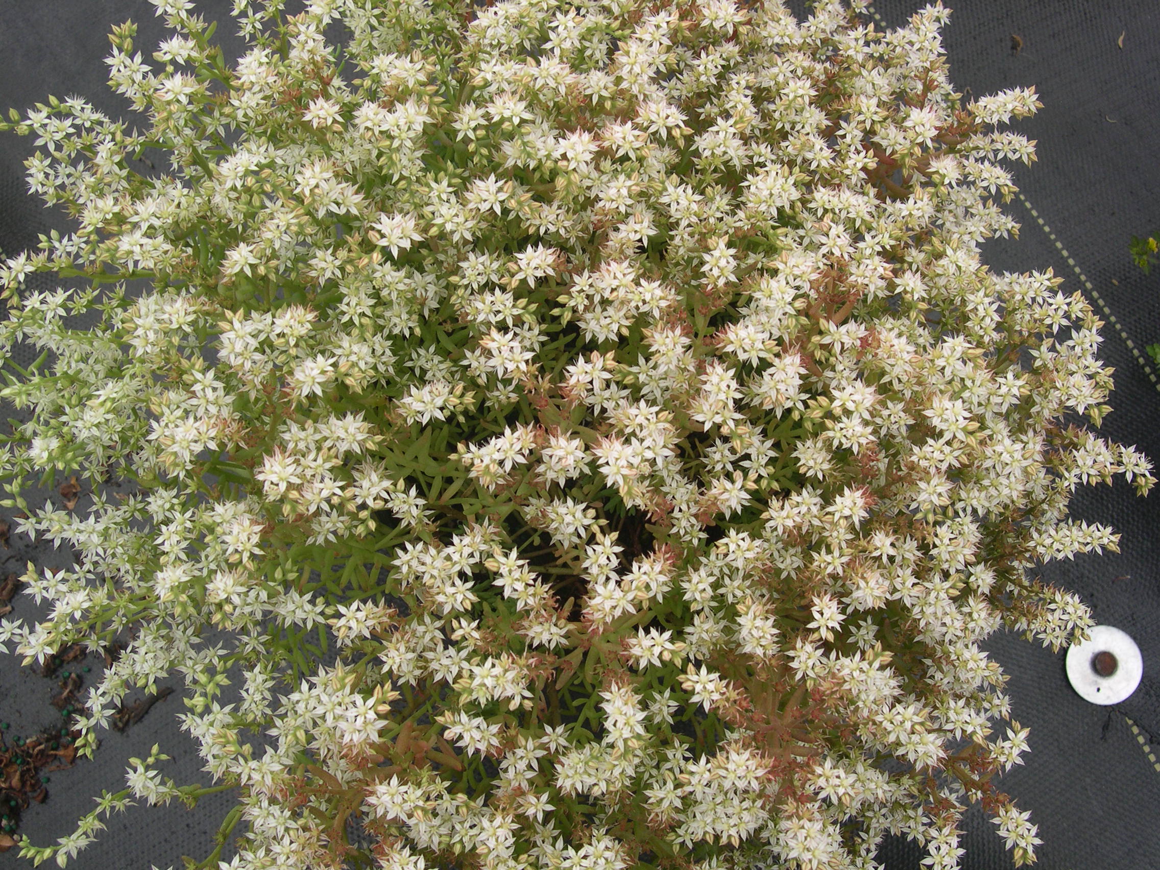 Sedum pallidum (3)